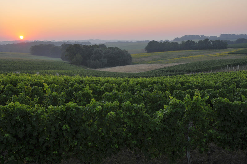 Domaine Saint-Lannes