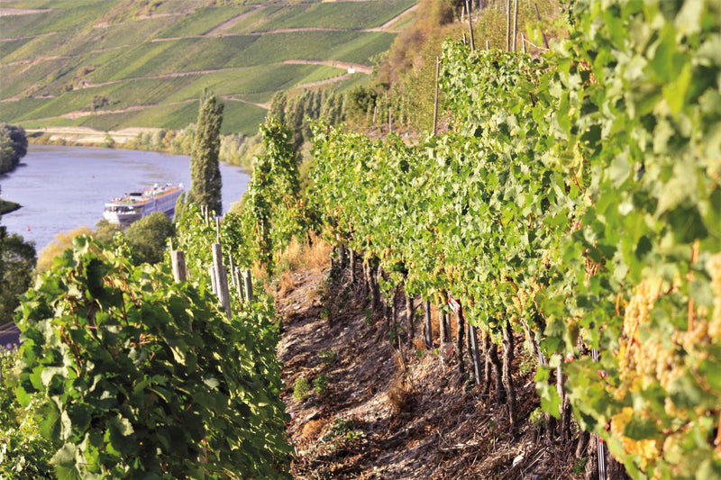 Weingut Nikolaus