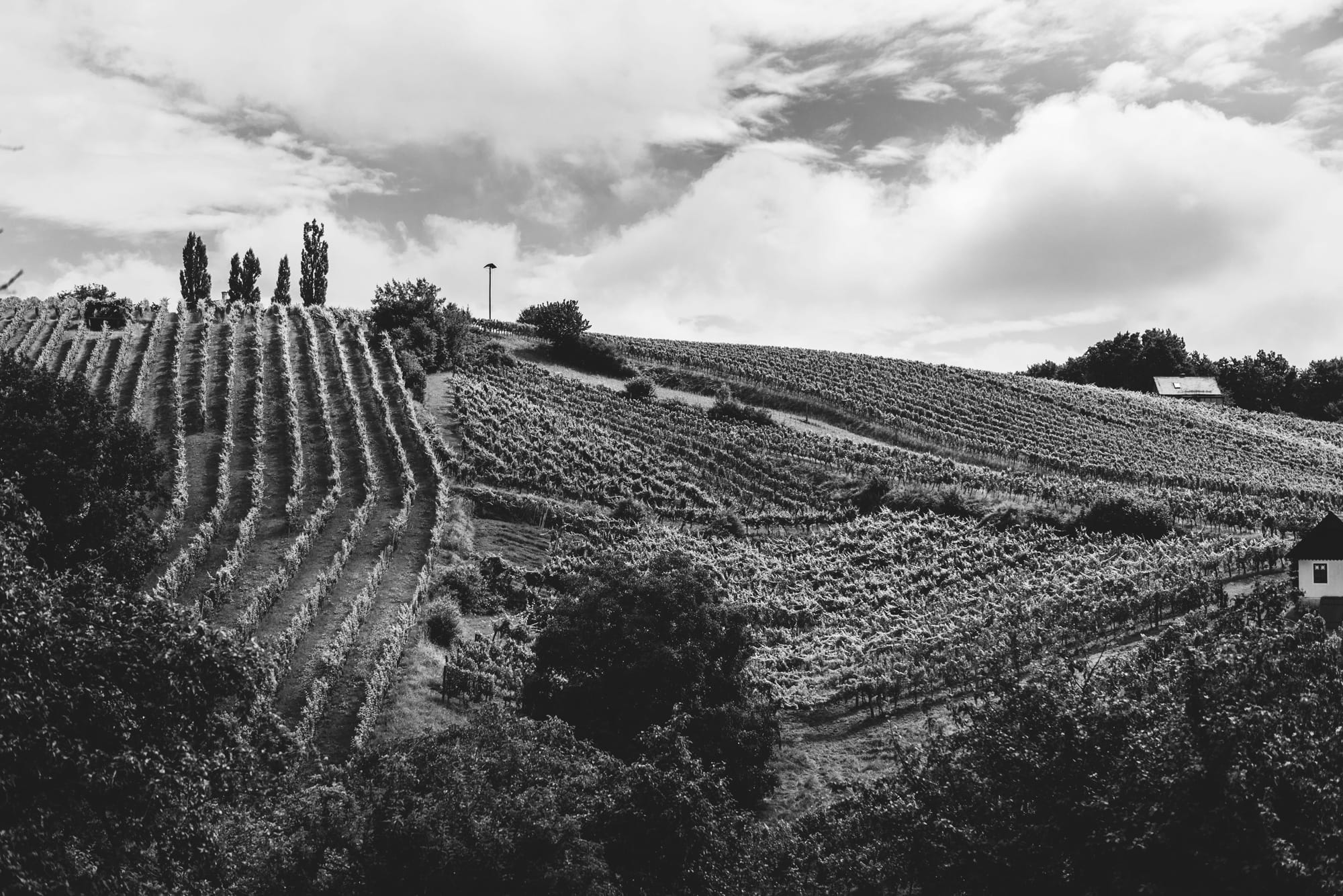 Elegante Weine aus dem Vulkanland Steiermark – Weingut Müller, Klöch